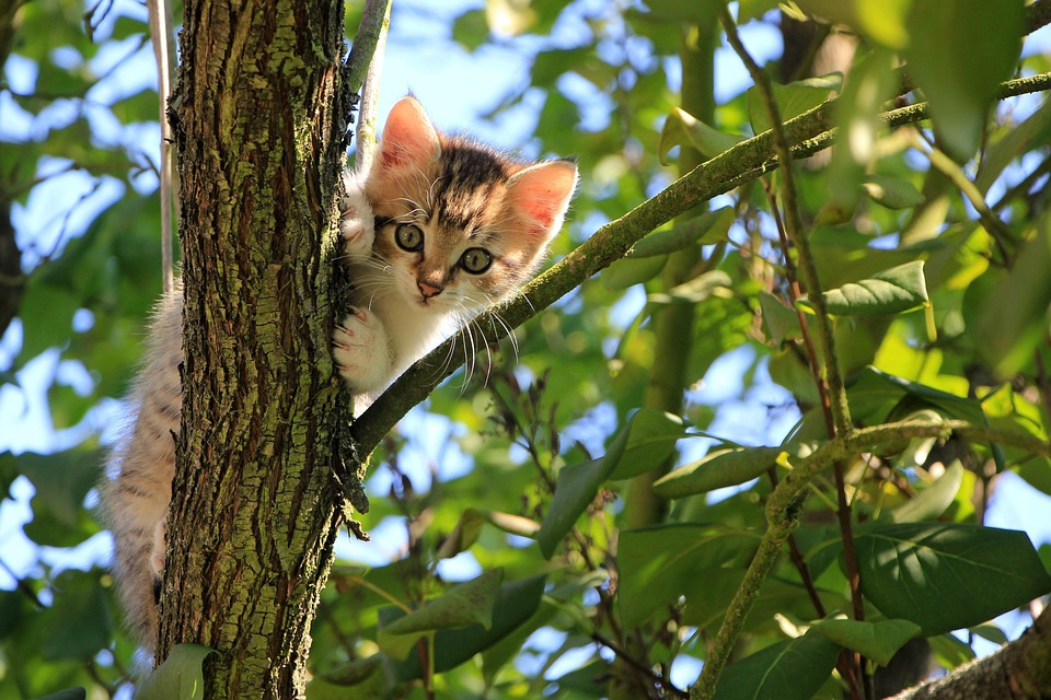 garde d'animaux