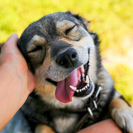leparcapattes_attention cute dog put his face on his knees to the man and smiling from the hands scratching her ear