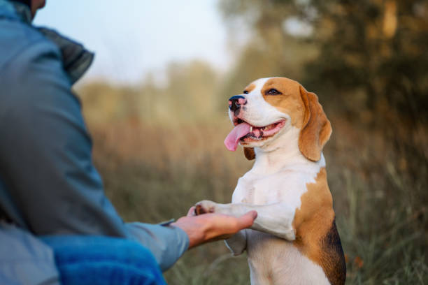 garde d'animaux