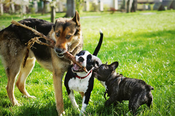 garde d'animaux morbihan